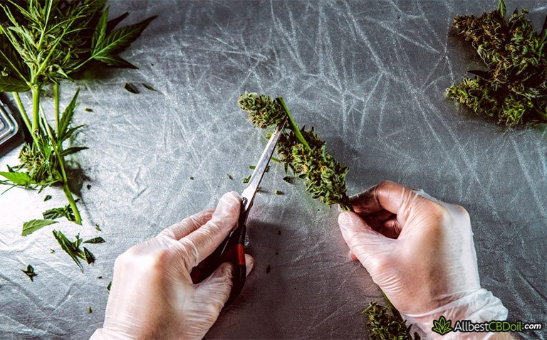 What is CBG: two hands cutting cannabis What is CBG: two hands cutting cannabis